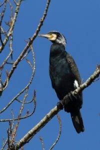 Avifauna da Devesa | António Cruz - Vila Nova --- Corvo-marinho-comum (Phalacrocorax carbo), macho, em plumagem nupcial, no Parque da Devesa.
