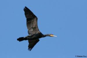 Avifauna do Parque da Devesa - António Cruz - Vila Nova Online - corvo-marinho