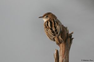 Vila Nova Online | António Cruz - Fuinha-dos-juncos (Cisticola juncidis)