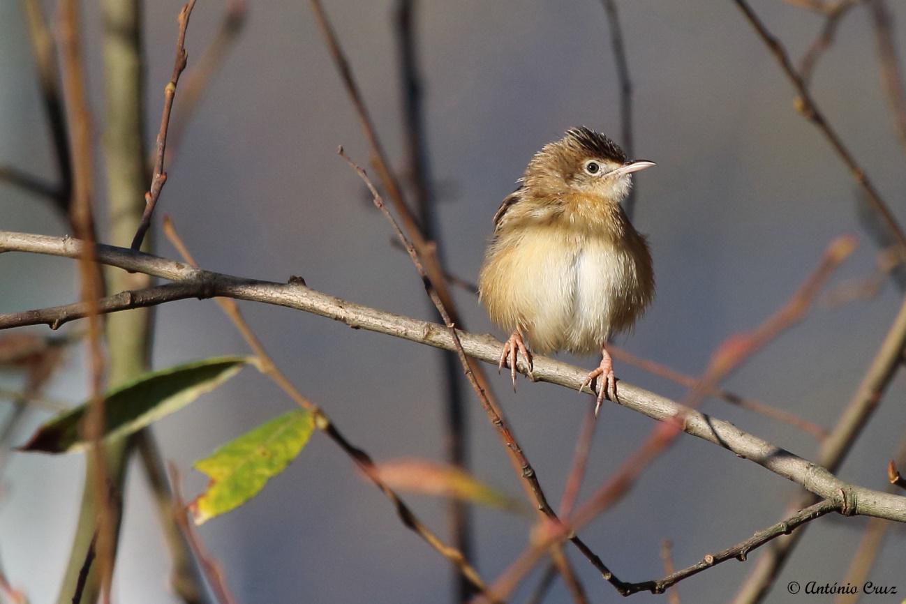 Vila Nova Online | António Cruz - Fuinha-dos-juncos (Cisticola juncidis)
