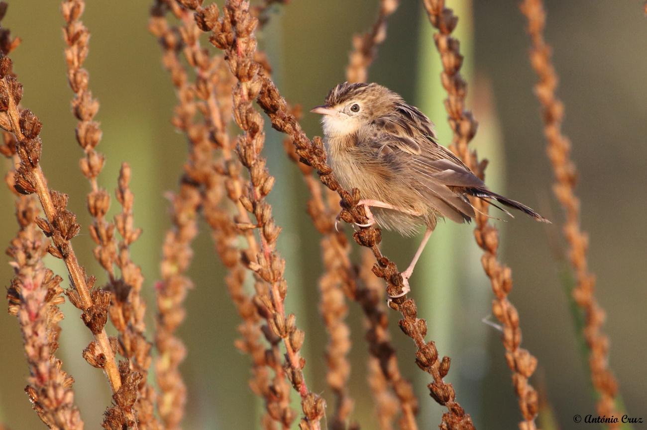 Vila Nova Online | António Cruz - Fuinha-dos-juncos (Cisticola juncidis)
