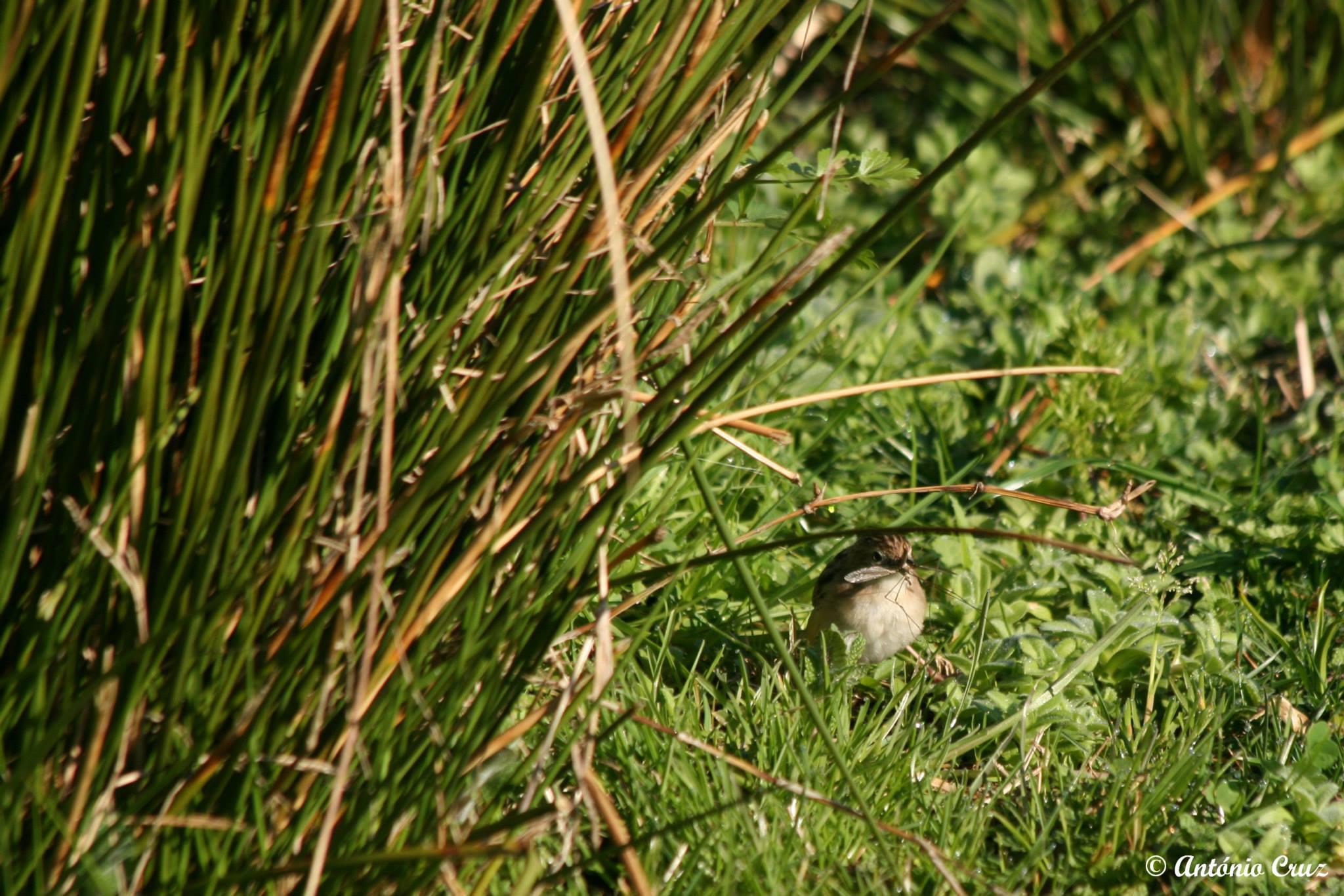 Vila Nova Online | António Cruz - Fuinha-dos-juncos (Cisticola juncidis)
