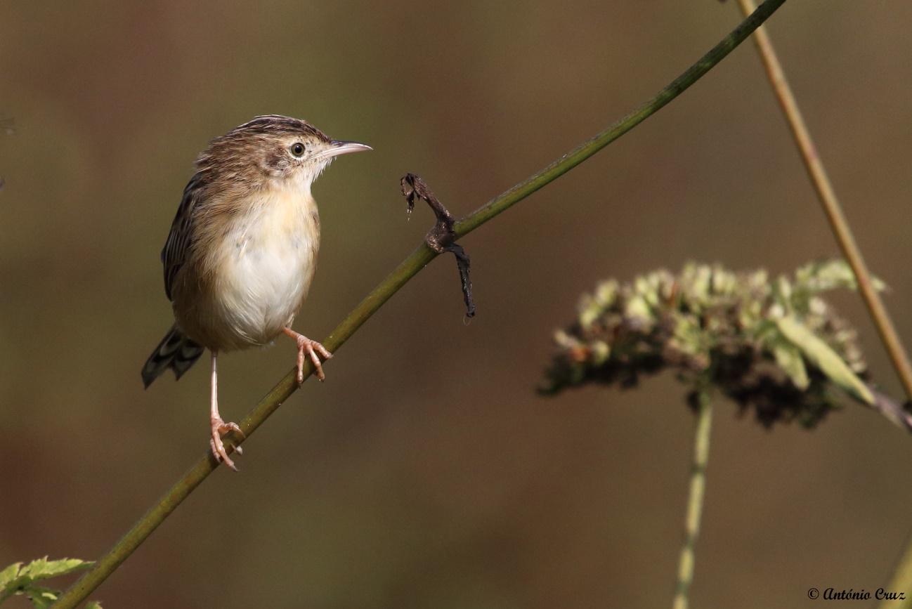 Fuinha-dos-juncos (Cristicola juncidis) - antónio cruz - identidade - características - parque da devesa - vila nova de famalicão - bird watching