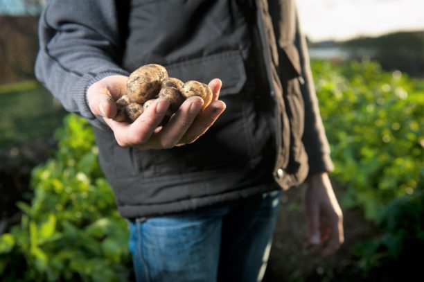 batatas - agricultura - agricultor - agricultura biológica - agricultura saudável