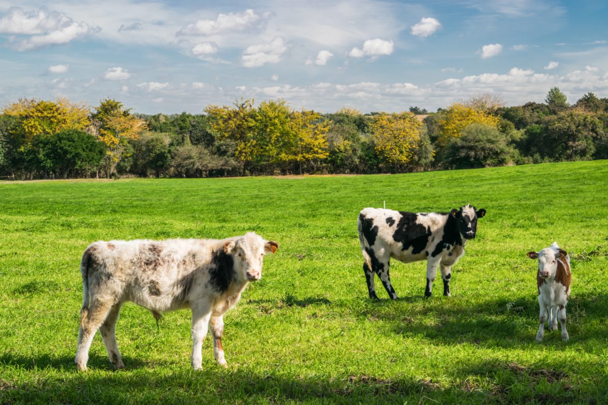 agricultura - pecuária - clima - sustentabilidade - alimentação