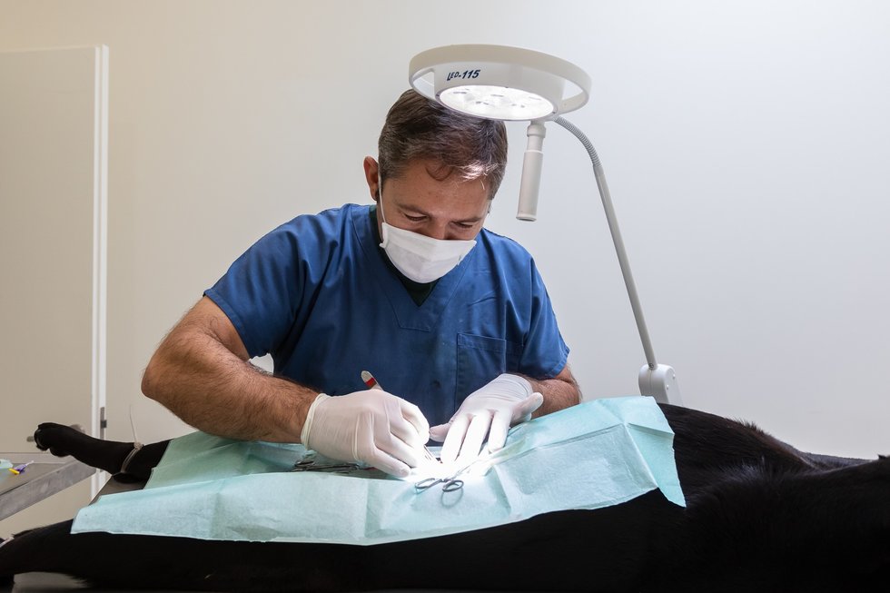 população animal - veterinária - canil de santo tirso - animais de companhia - esterilização - cães - gatos - dgav - saúde - bem-estar - mundo animal - gatas - cadelas - investimento