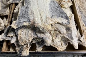 pesca - bacalhau - quota - DGRM - NAFO -armadores - frota pesqueira - ortigamar boutique -