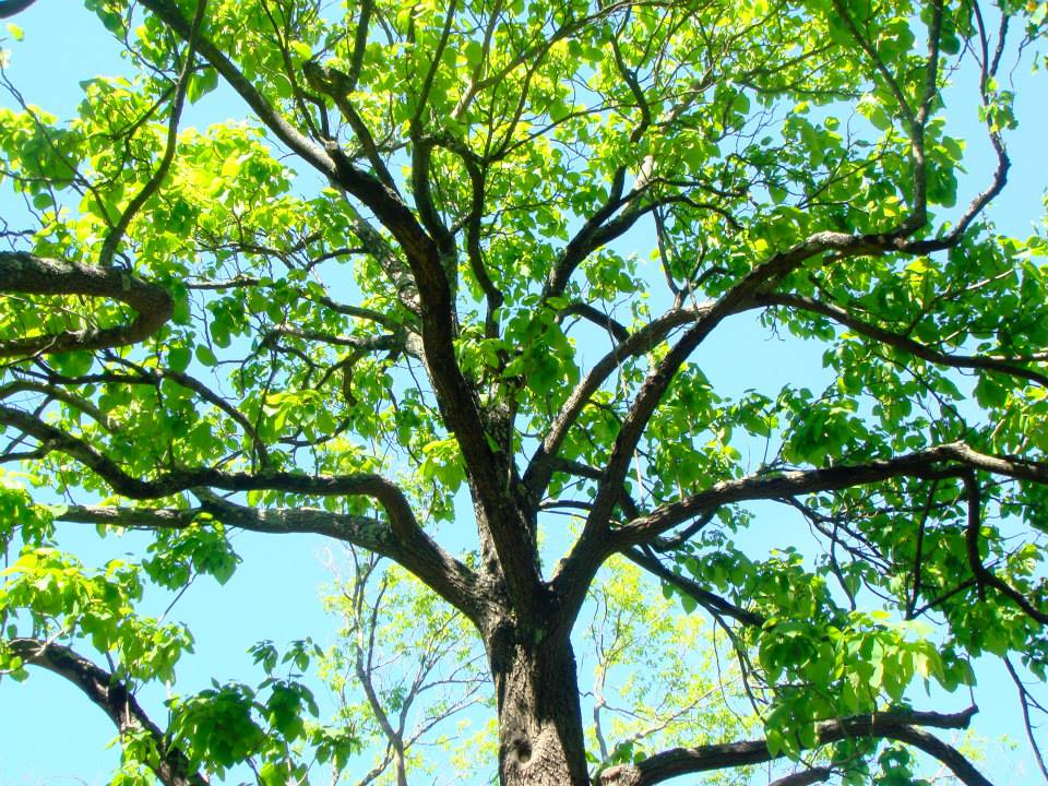 bioblitz - serralves - porto - planeta b - lipor - sustentabilidade - ods - desenvolvimento