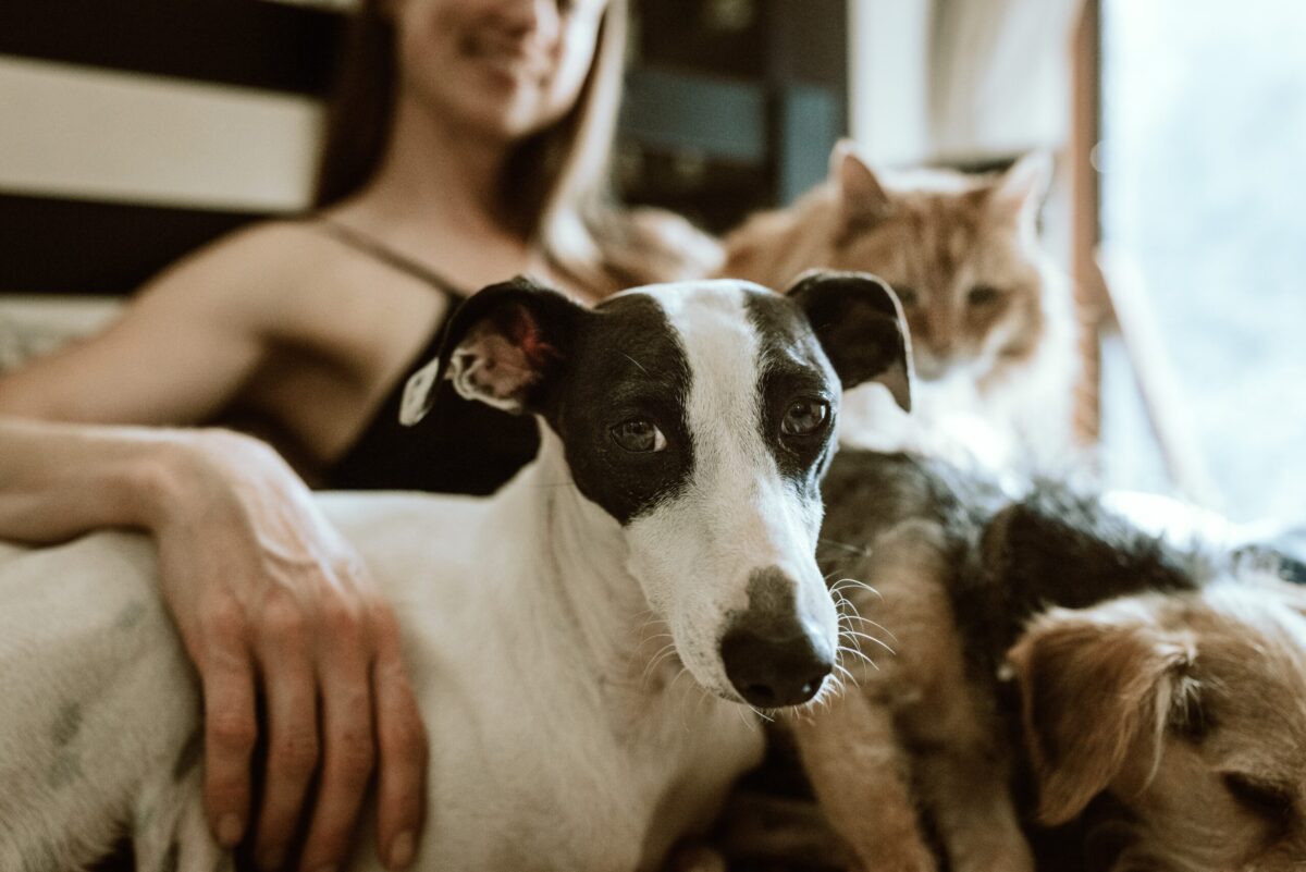 bem-estar animal - regulamento - braga - animal - animais - animais de companhia - proposta - medida - executivo municipal - assembleia municipal - cães - gatos - vida selvagem