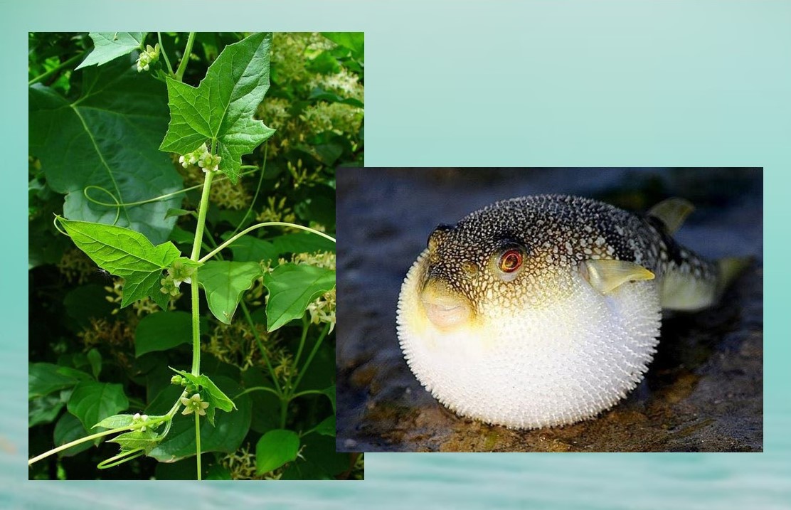 cozinha vegetariana - ingredientes - culinária - gastronomia - fugu vegetariano à portuguesa - cozinha - refeição - gastronomia - cozinha vegetariana - cozinha japonesa - planta - peixe-balão - fugu - planta - norça-branca