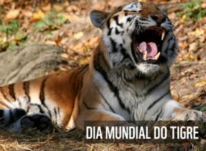 tigre - tigre - tiger - india - índia - nature - natureza - biodiversidade - animal em extinção - wwf - campanha - natureza portugal - associação - natureza - biodiversidade - vida selvagem - wwf -
