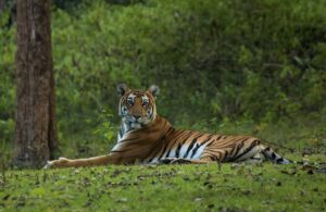 tigres - população - tigre - tigre - tiger - india - índia - nature - natureza - biodiversidade - animal em extinção - wwf - campanha - natureza portugal - associação - natureza - biodiversidade - vida selvagem - wwf -