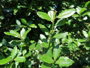 loureiro - planta - laurus nobilis - laurear a pevide - botânica - gastronomia -portugal - portugueses - tempero - culinária